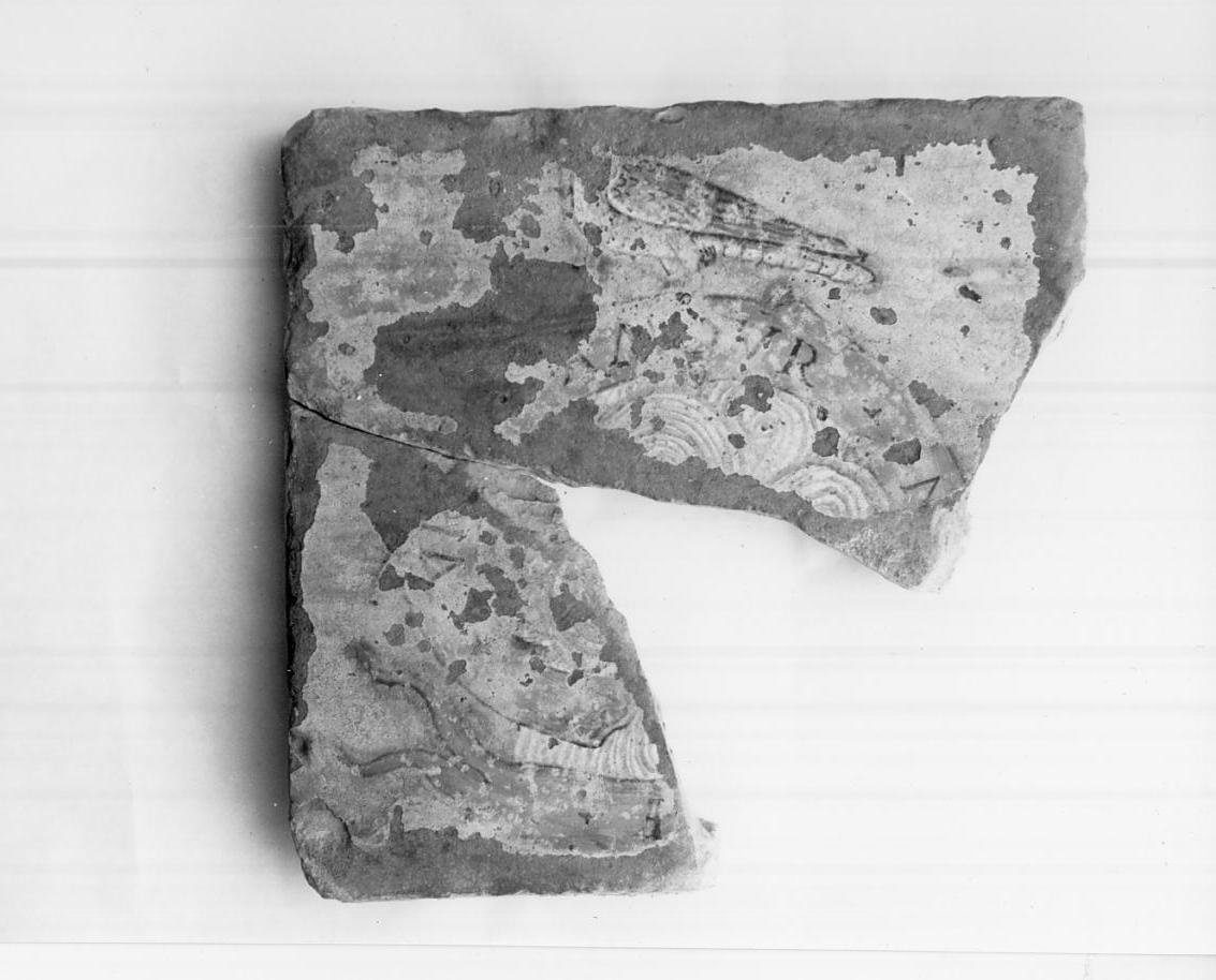 mattonella, frammento - produzione di Pesaro (fine sec. XV)
