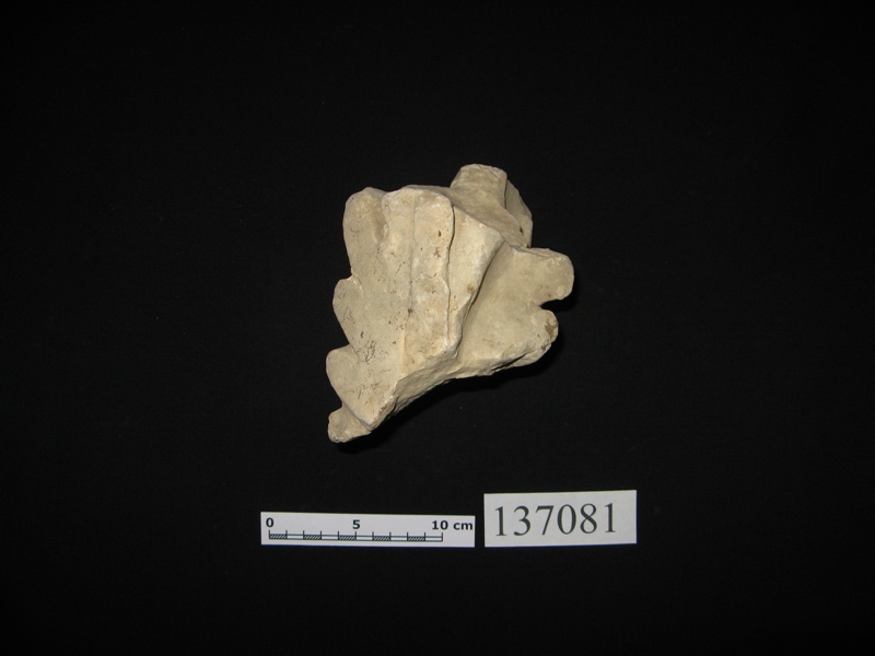 capitello corinzio/frammento 