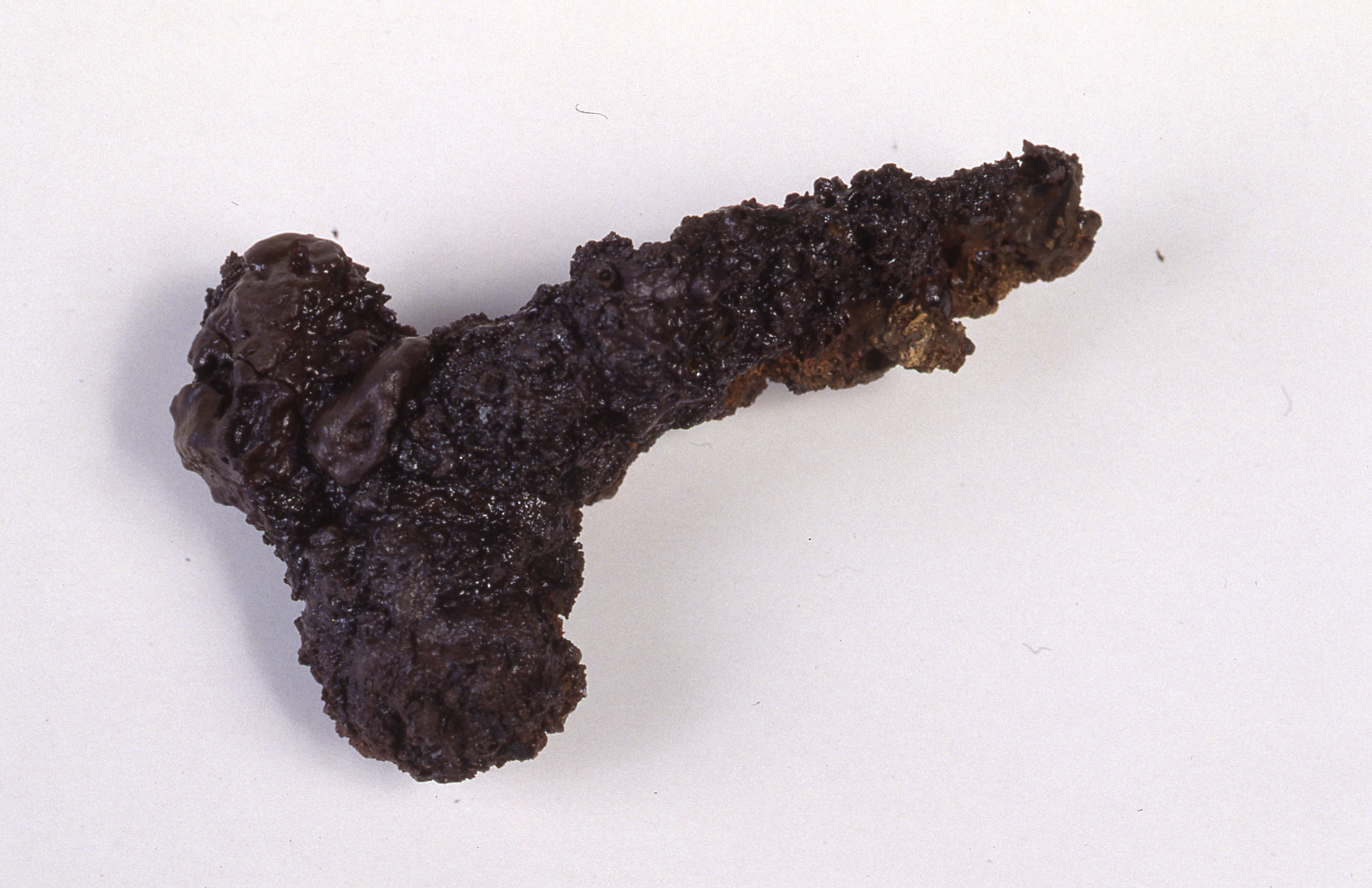 * (Fibula, Feugère 1) - cultura di La Tène C1 (Seconda metà Sec. III a.C)