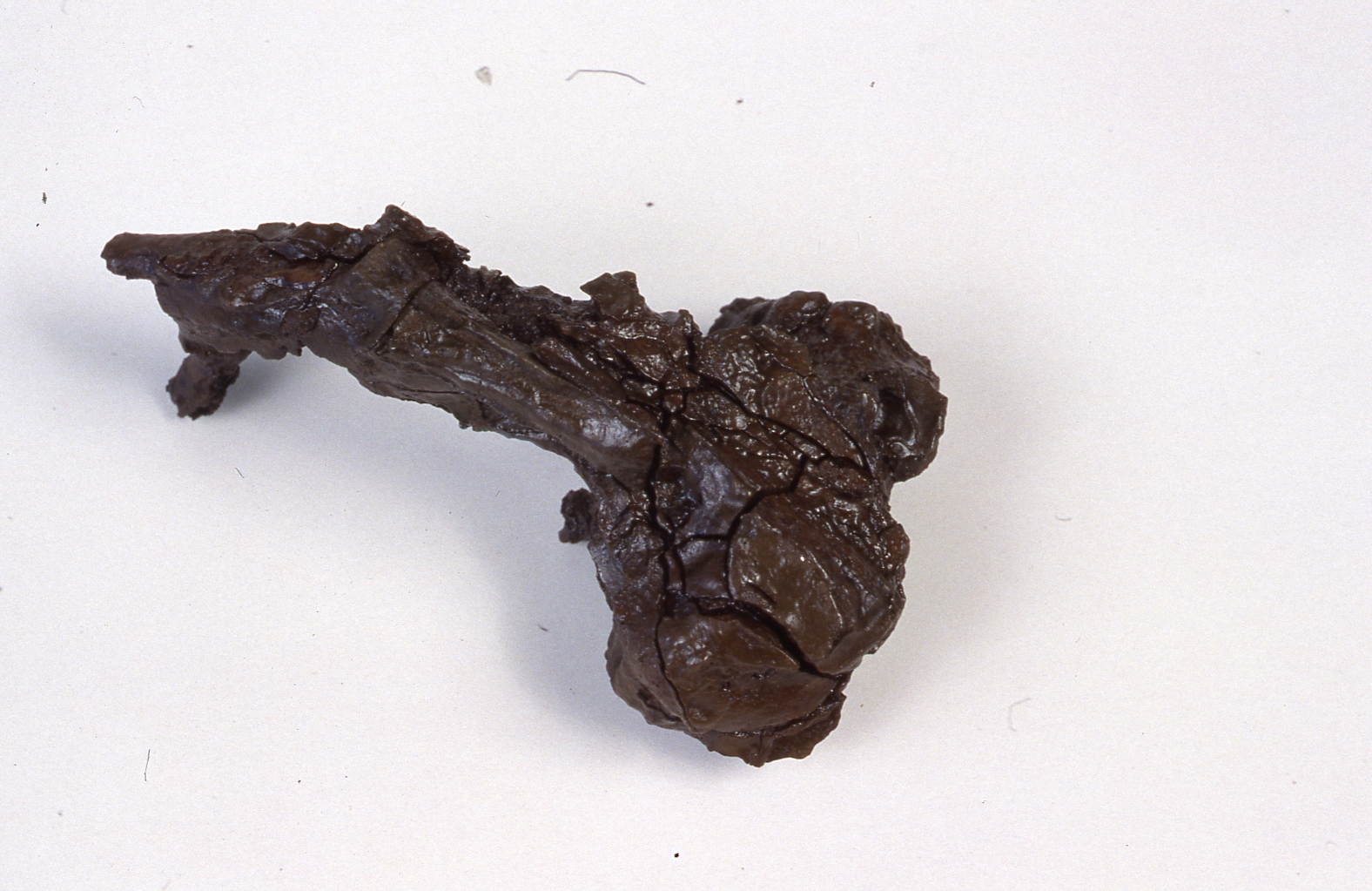 Fibula, Feugère 1 - cultura di La Tène C/D (fine/inizio Sec. III/ I a.C)