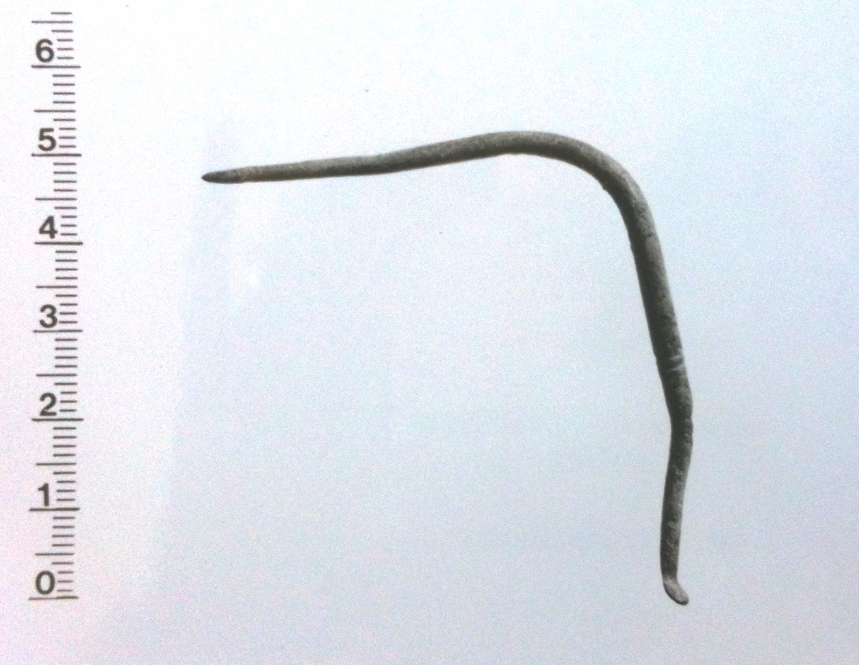 ligula (Storia)