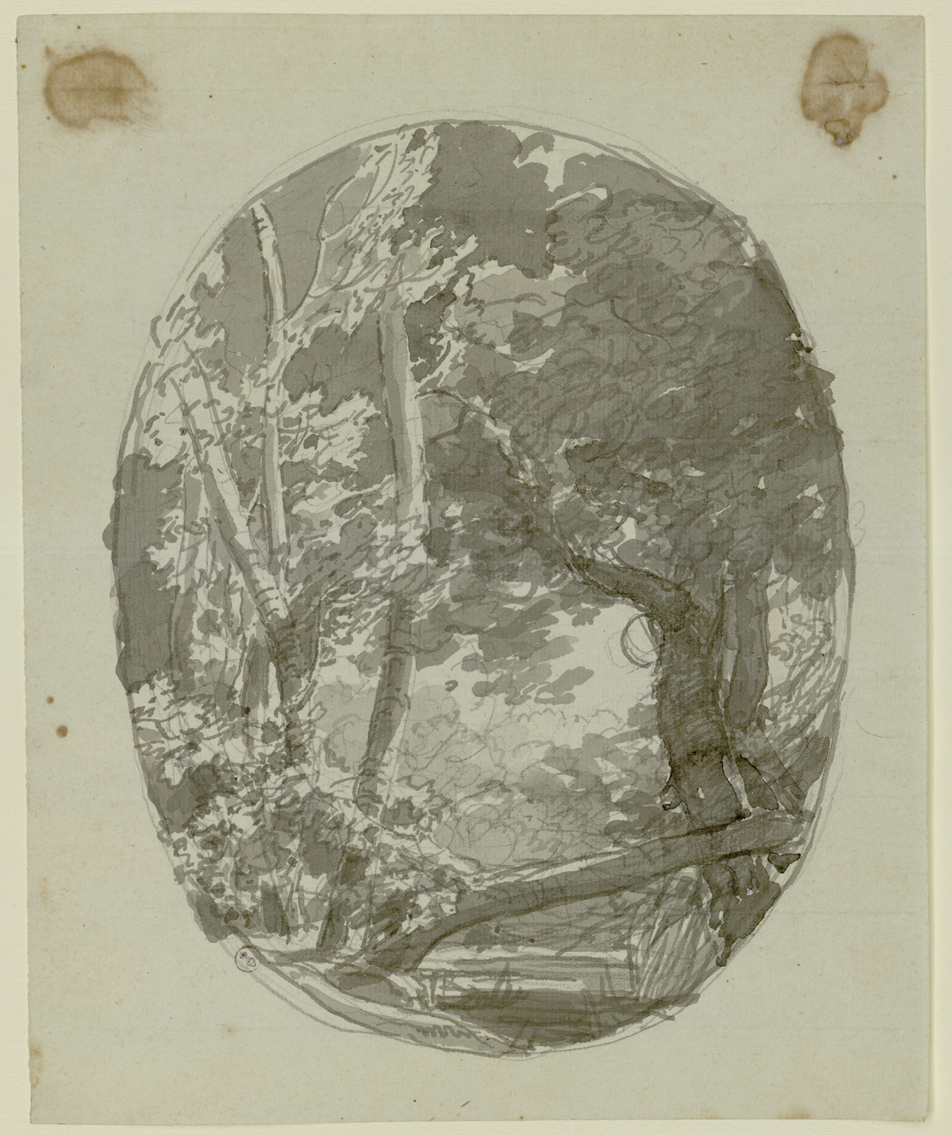studio di piante (ovale in altezza) (disegno) di Bagetti Giuseppe Pietro (prima metà sec. XIX)