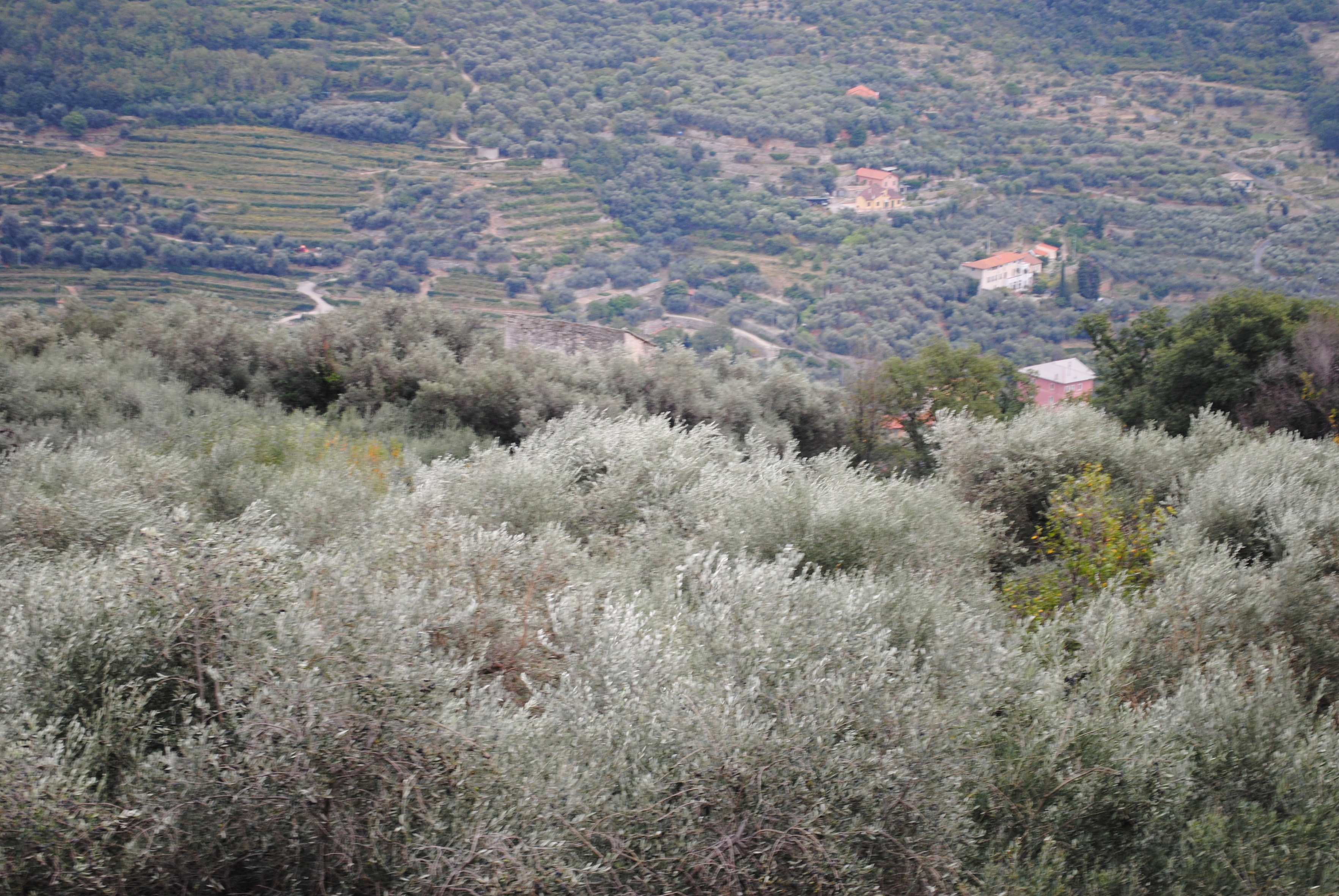 Torre di Belenda (torre, difensiva) - Finale Ligure (SV)  (XIII)