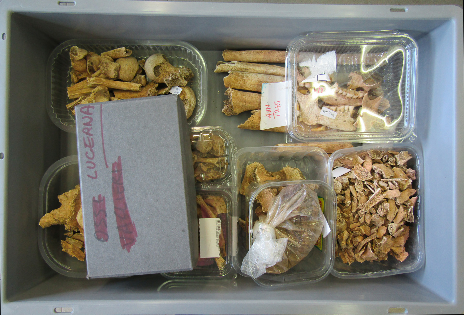 reperti antropologici pertinenti a un unico individuo, reperto osteo-dentario (morfologia naturale, inumato) (PERIODIZZAZIONI/ STORIA/ Età antica/ Età romana/ Età romana imperiale)