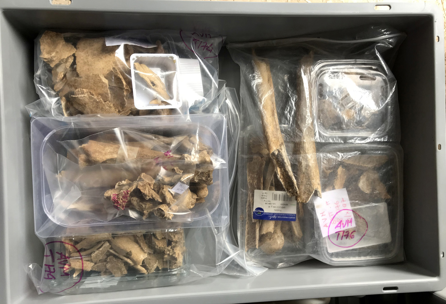 reperti antropologici pertinenti a un unico individuo, reperto osteo-dentario (morfologia naturale, inumato) (PERIODIZZAZIONI/ STORIA/ Età antica/ Età romana/ Età romana imperiale)