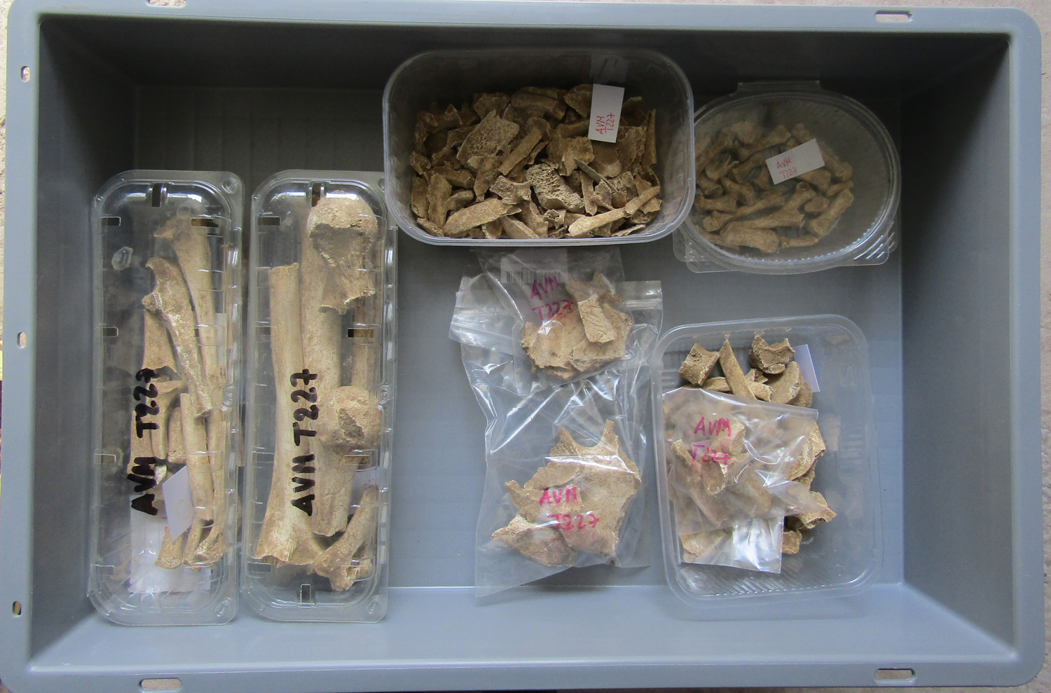 reperti antropologici pertinenti a un unico individuo, reperto osseo (morfologia naturale, inumato) (PERIODIZZAZIONI/ STORIA/ Età antica/ Età romana/ Età romana imperiale)