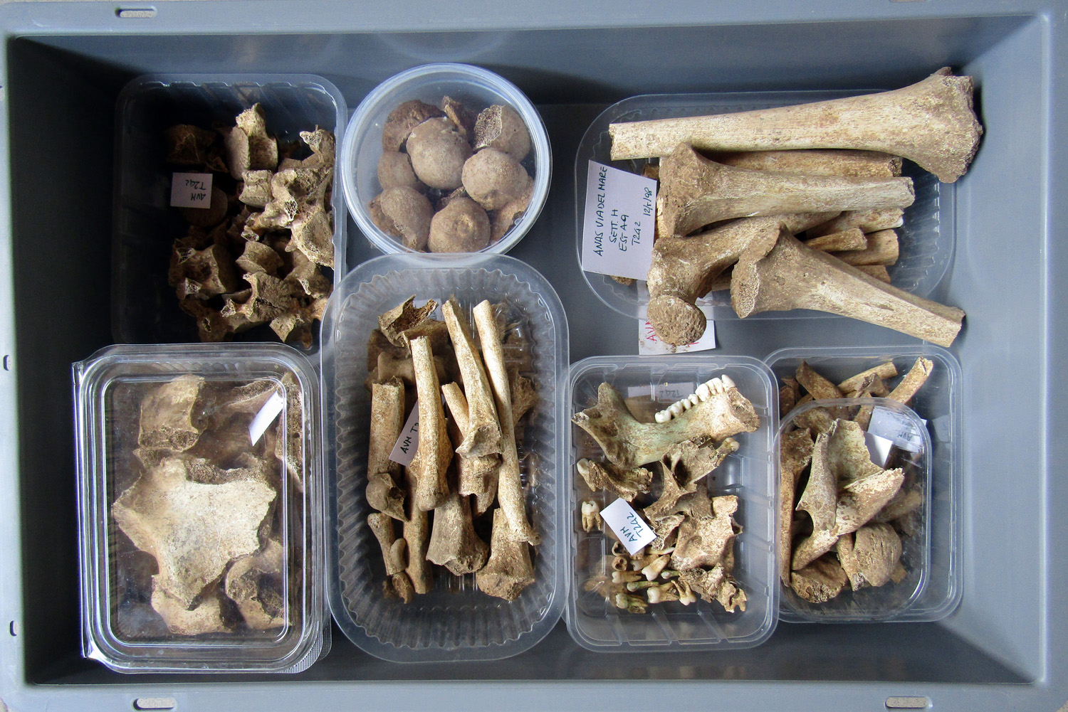 reperti antropologici pertinenti a un unico individuo, reperto osteo-dentario (morfologia naturale, inumato) (PERIODIZZAZIONI/ STORIA/ Età antica/ Età romana/ Età romana imperiale)