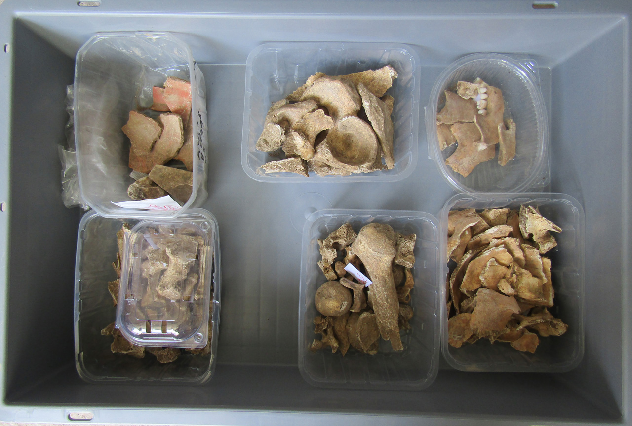 reperti antropologici pertinenti a un unico individuo, reperto osteo-dentario (morfologia naturale, inumato) (PERIODIZZAZIONI/ STORIA/ Età antica/ Età romana/ Età romana imperiale)