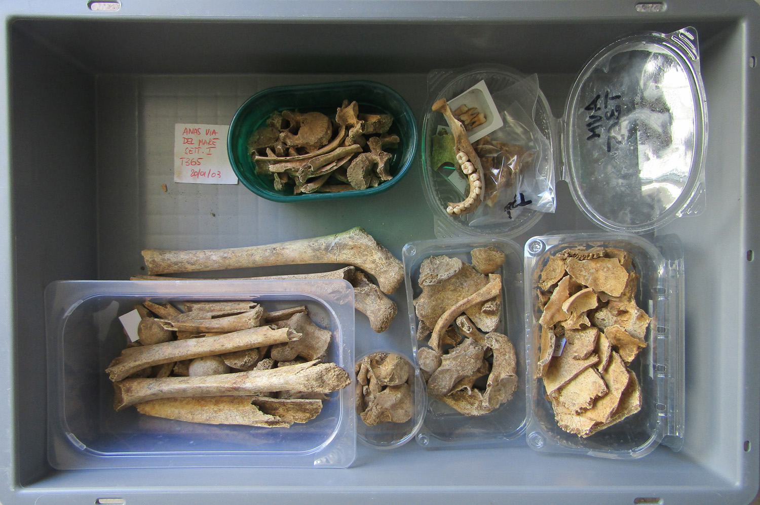 reperti antropologici pertinenti a un unico individuo, reperto osteo-dentario (morfologia naturale, inumato) (PERIODIZZAZIONI/ STORIA/ Età antica/ Età romana/ Età romana imperiale)