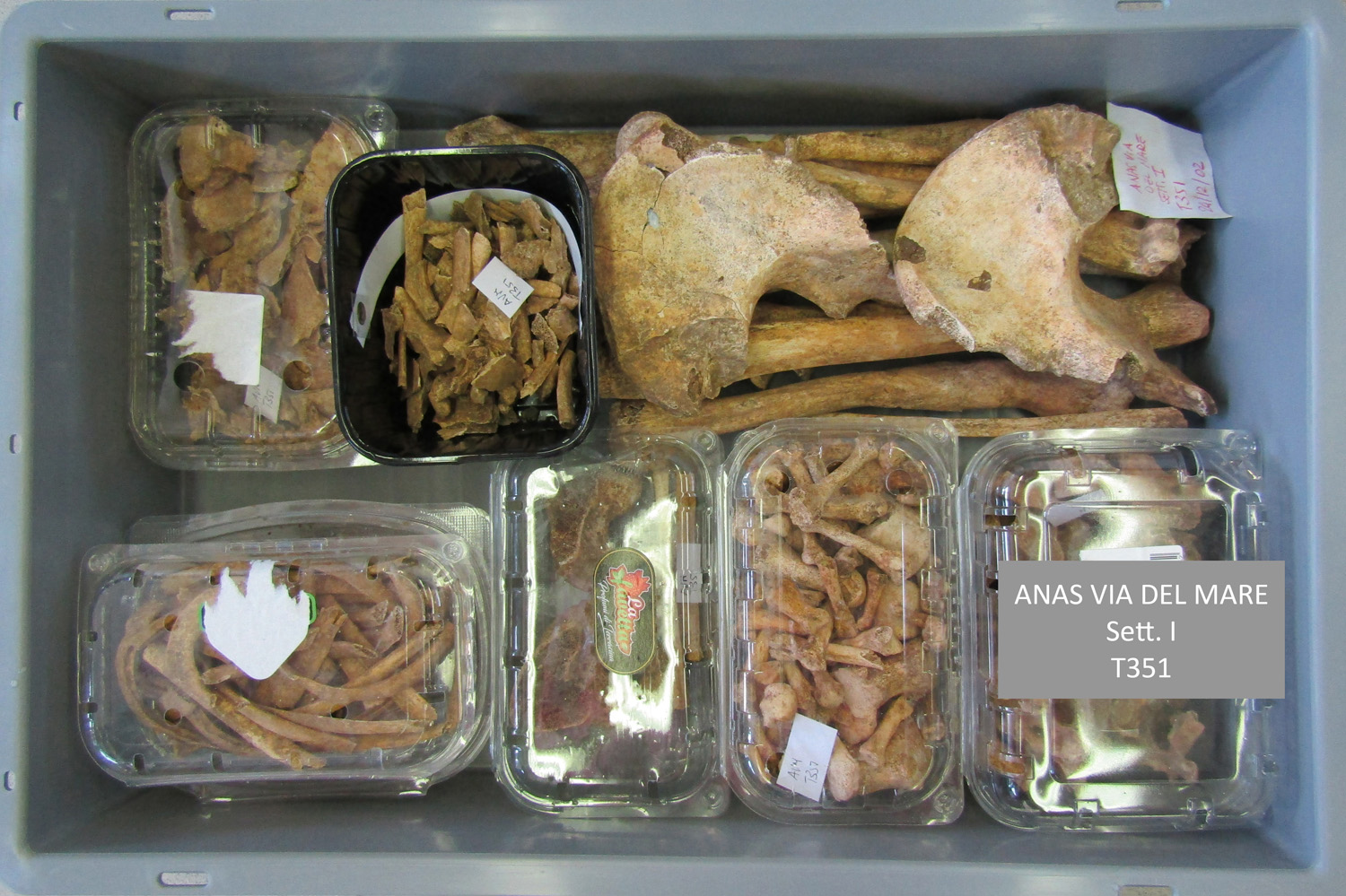 reperti antropologici pertinenti a un unico individuo, reperto osteo-dentario (morfologia naturale, inumato) (PERIODIZZAZIONI/ STORIA/ Età antica/ Età romana/ Età romana imperiale)