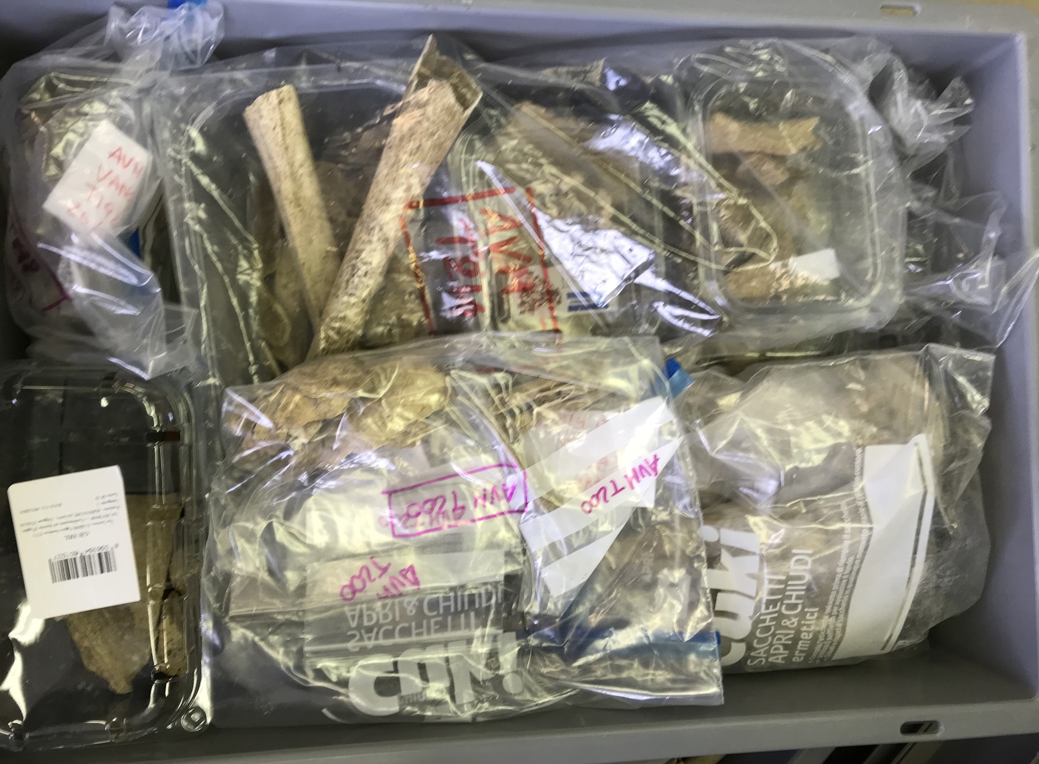 reperti antropologici pertinenti a un unico individuo, reperto osteo-dentario (morfologia naturale, inumato) (PERIODIZZAZIONI/ STORIA/ Età antica/ Età romana/ Età romana imperiale)