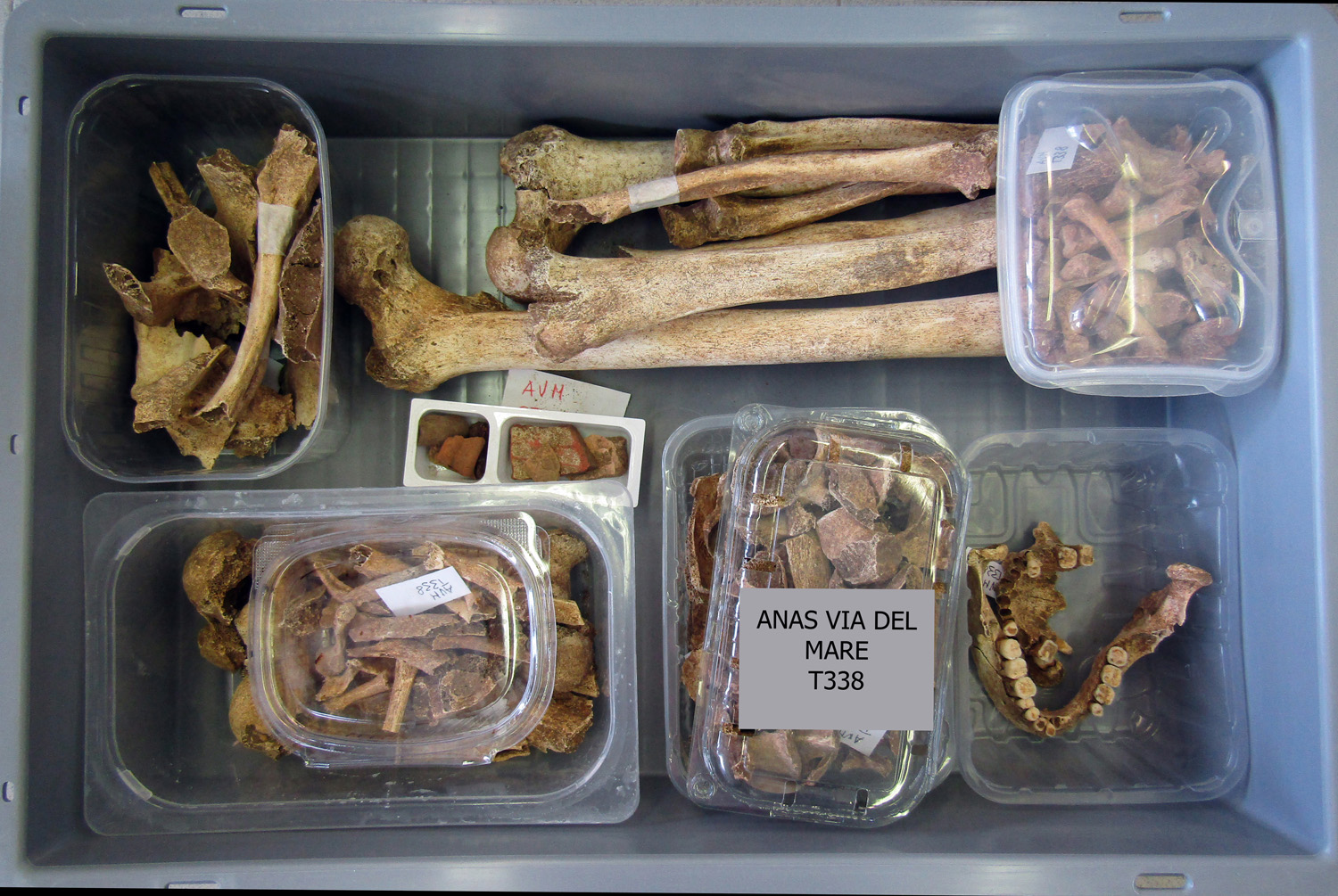 reperti antropologici pertinenti a un unico individuo, reperto osteo-dentario (morfologia naturale, inumato) (PERIODIZZAZIONI/ STORIA/ Età antica/ Età romana/ Età romana imperiale)