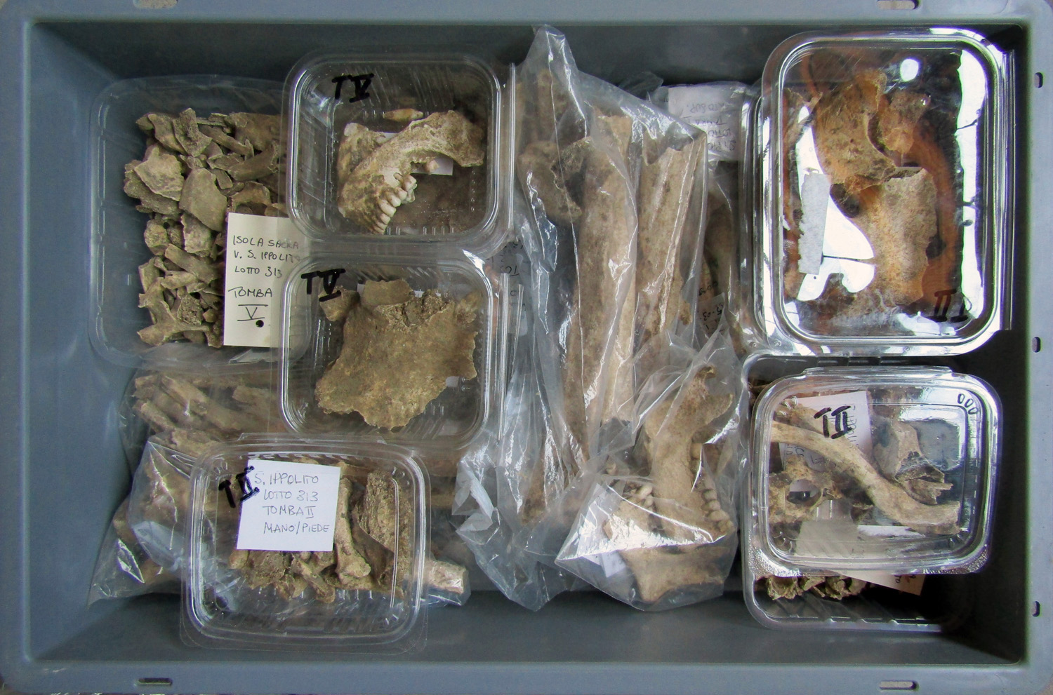 reperti antropologici pertinenti a un unico individuo, reperto osteo-dentario (morfologia naturale, inumato) (PERIODIZZAZIONI/ STORIA/ Età antica/ Età tardoantica)