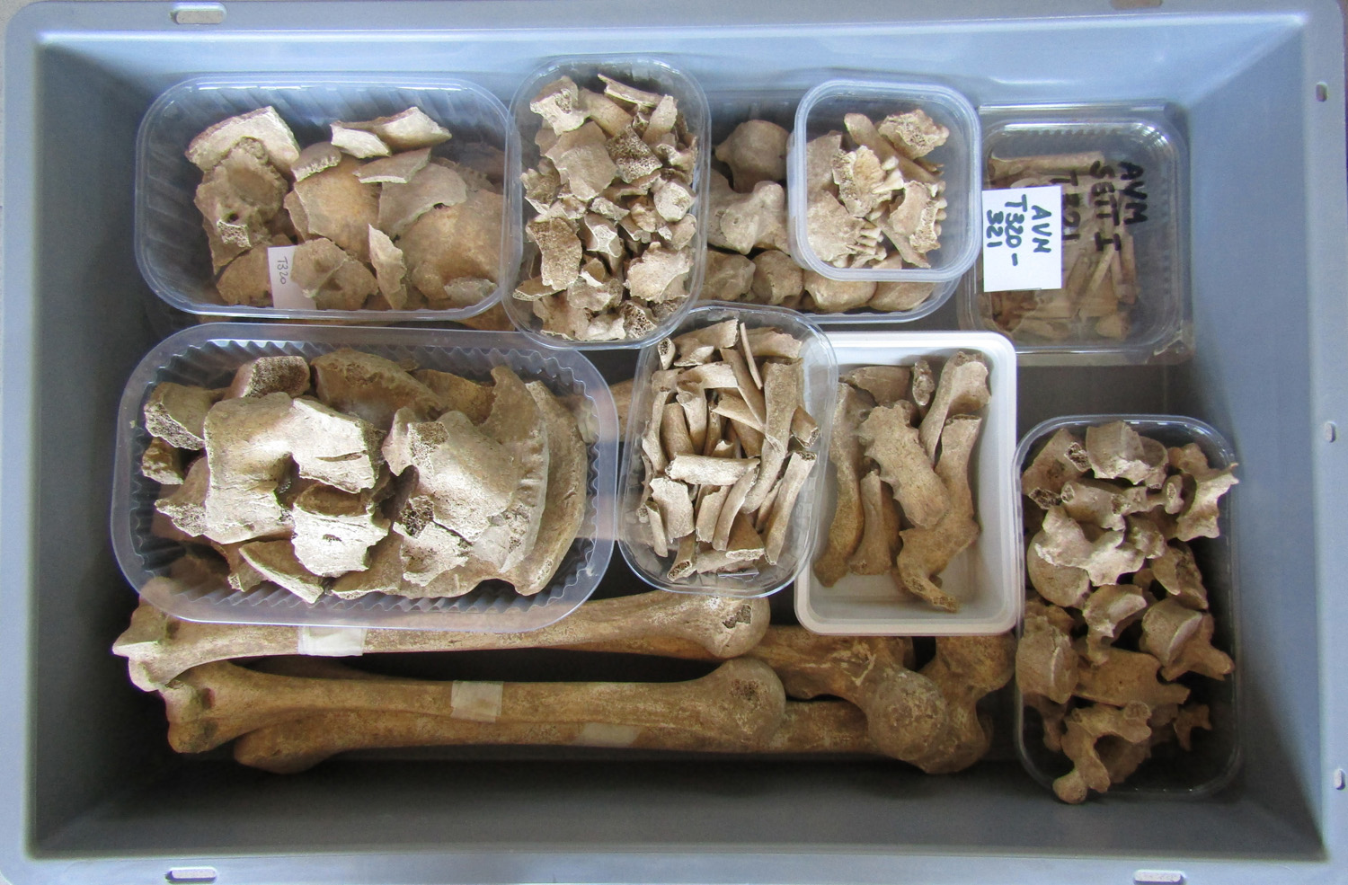 reperti antropologici pertinenti a un unico individuo, reperto osteo dentario (morfologia naturale, inumato) (SECOLI/ I - III AD)