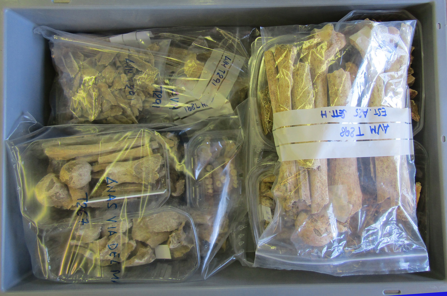 reperti antropologici pertinenti a un unico individuo, reperti ossei (morfologia naturale, inumato) (PERIODIZZAZIONI/ STORIA/ Età antica/ Età romana/ Età romana imperiale/ Età altoimperiale)