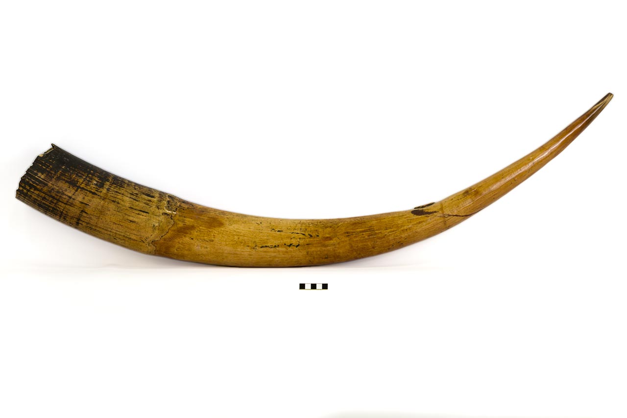 tromba, a imboccatura laterale, STRUMENTI E ACCESSORI/ MUSICALI