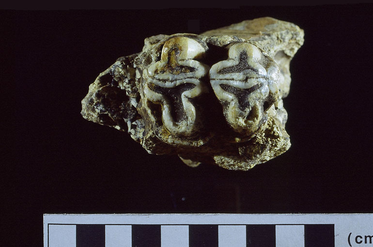 fossile (Ippopotamo, esemplare)