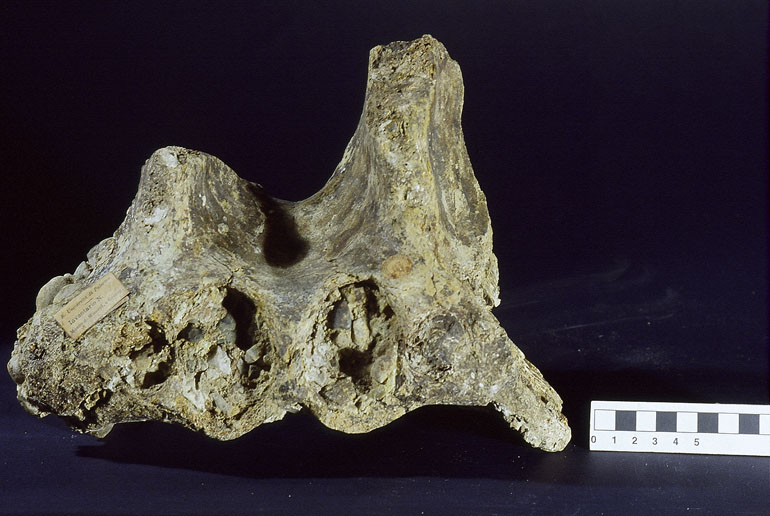 fossile (Ippopotamo, esemplare)