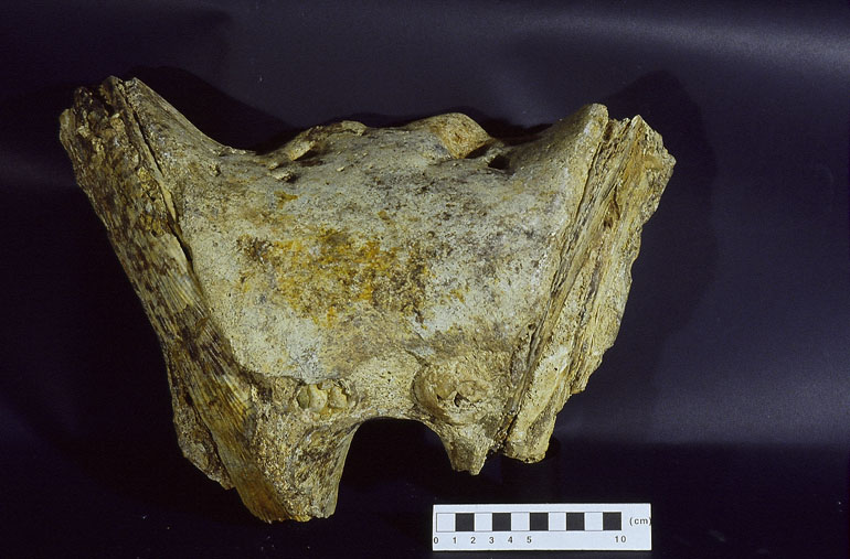 fossile (Ippopotamo, esemplare)