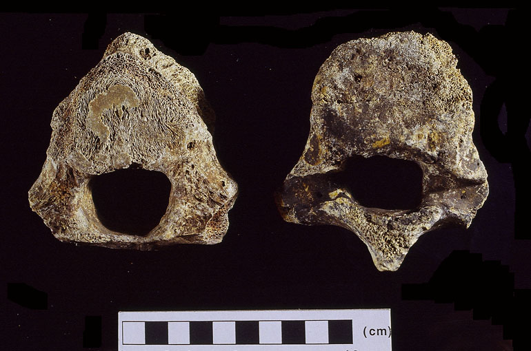 fossile (Ippopotamo, esemplare)