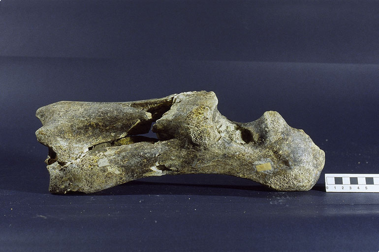 fossile (Ippopotamo, esemplare)