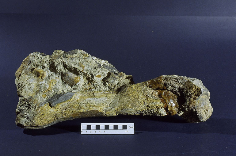 fossile (Femore sinistro completo, esemplare)