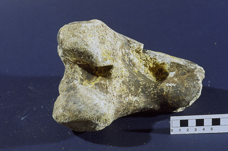 fossile (Femore frammento, esemplare)
