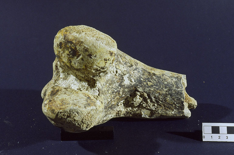 fossile (Femore frammento epfisi distale, esemplare)
