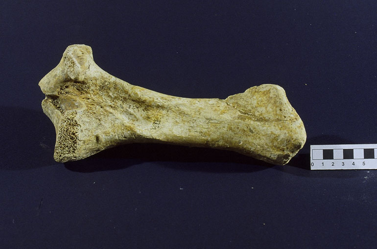 fossile (Tibia, esemplare)