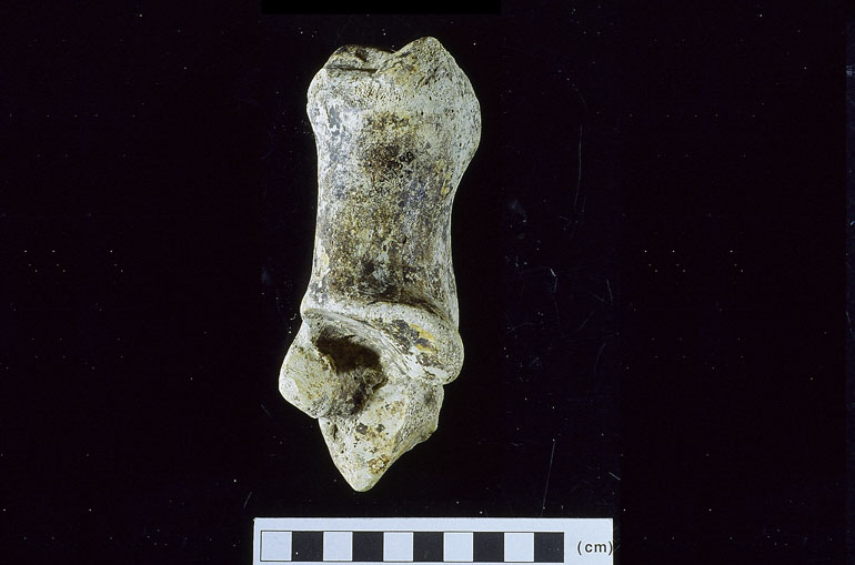 fossile (calcagno, esemplare)