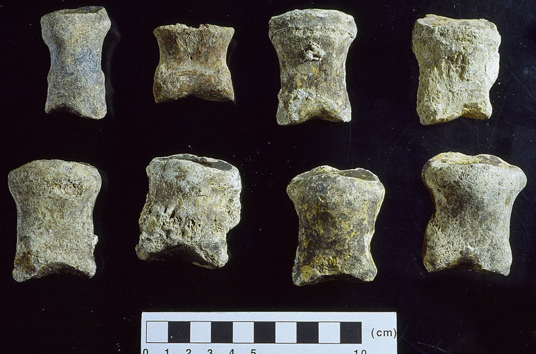 fossile (falange, esemplare)