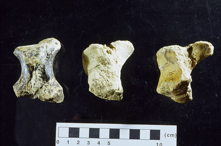 fossile (carpale, esemplare)