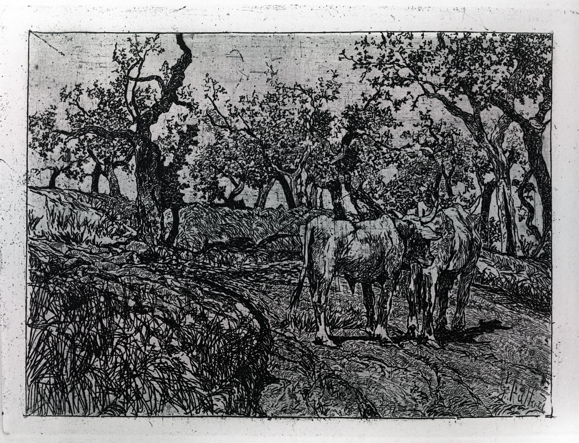 L'uliveta, paesaggio con animali (stampa) di Fattori Giovanni (attribuito) (inizio XX)