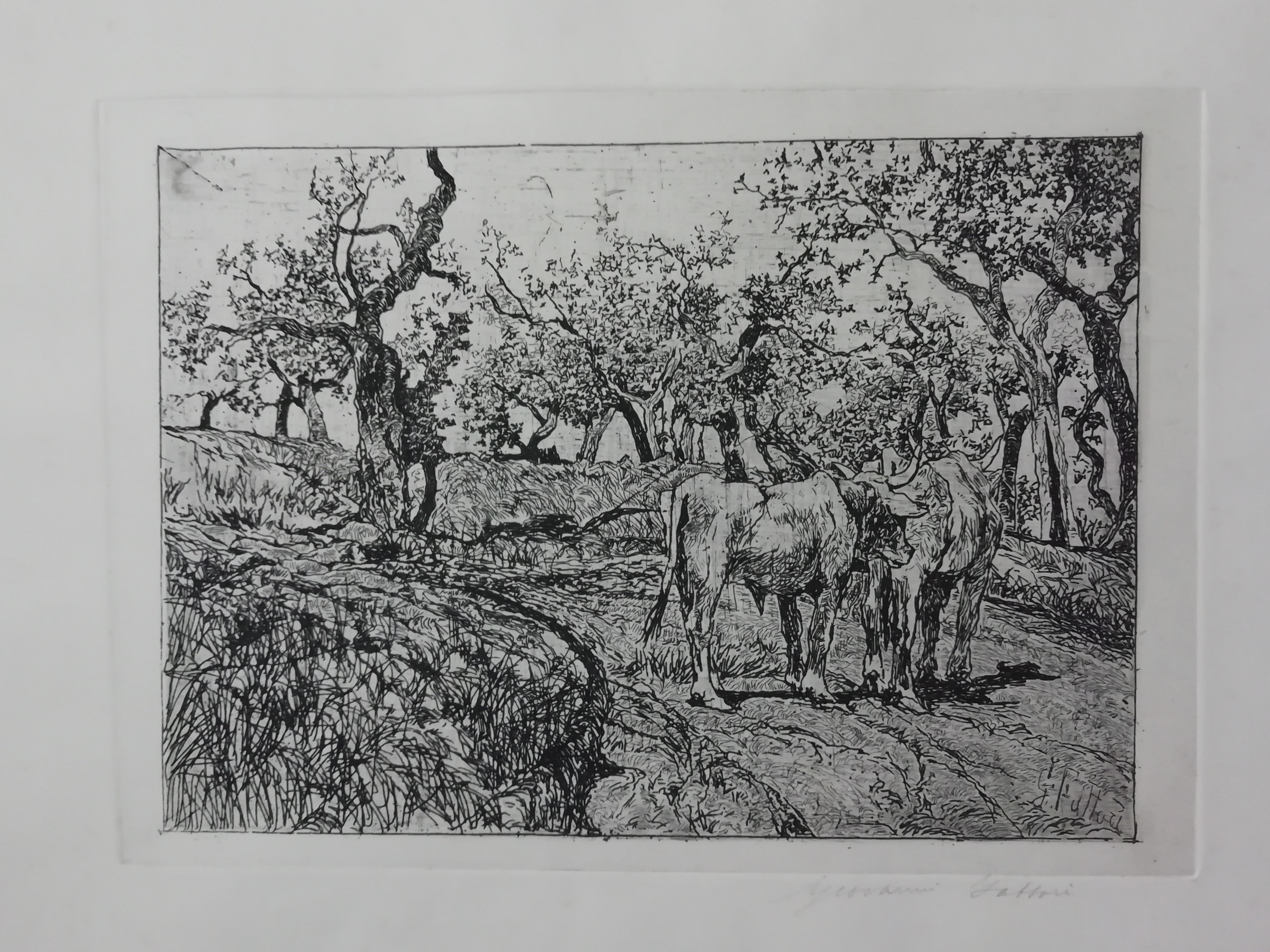 L'uliveta, paesaggio con animali (stampa) di Fattori Giovanni (attribuito) (inizio XX)