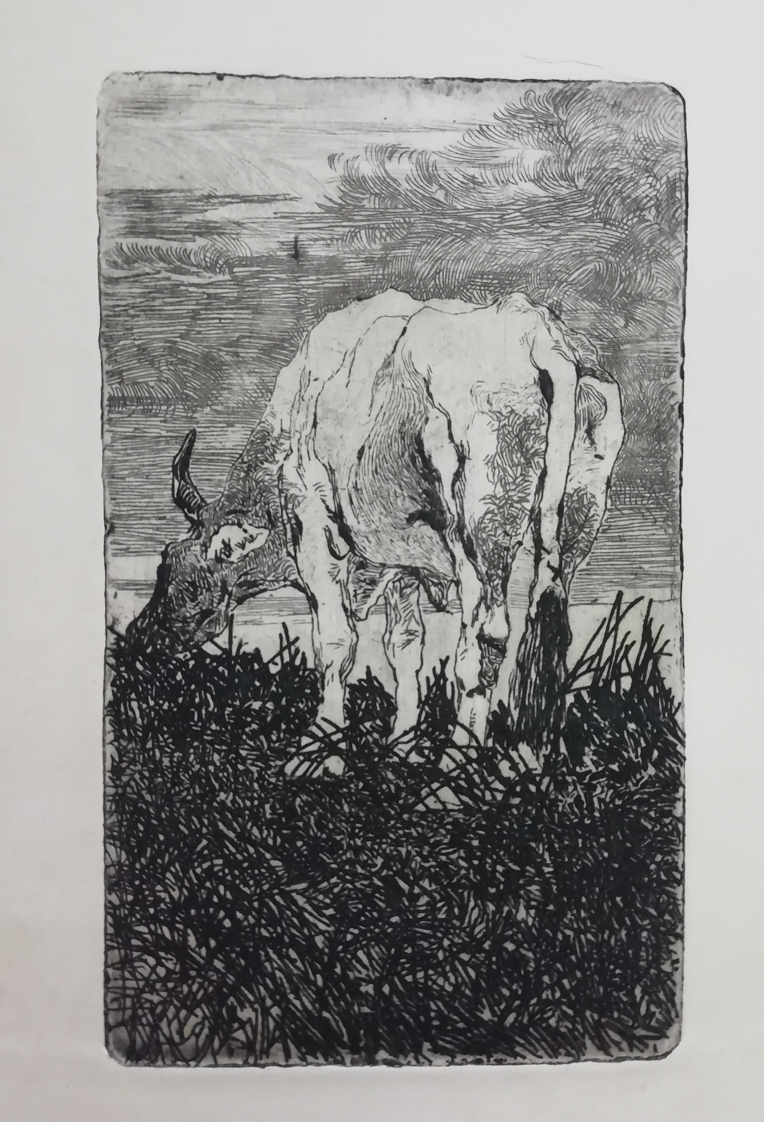 Bove nel bosco, paesaggio con bovino (stampa) di Fattori Giovanni (attribuito) (primo quarto XX)