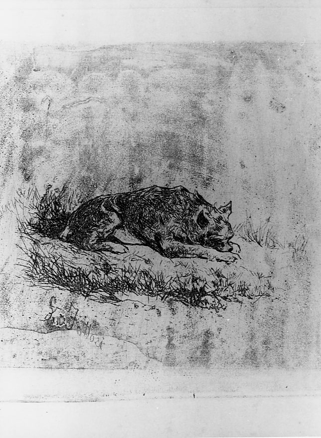 Cane che dorme, cane (stampa) di Fattori Giovanni (XIX/ XX)