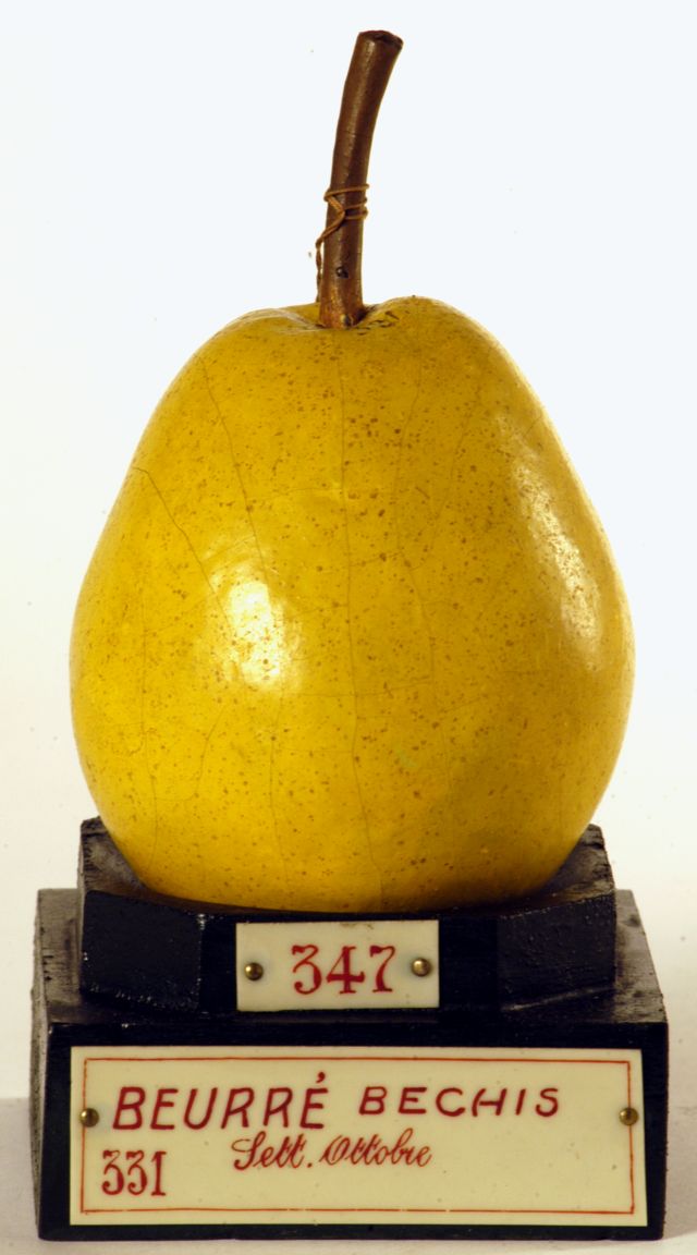 calco - calco pomologico, Pera di GARNIER VALLETTI FRANCESCO (ULTIMO QUARTO XIX SECOLO)