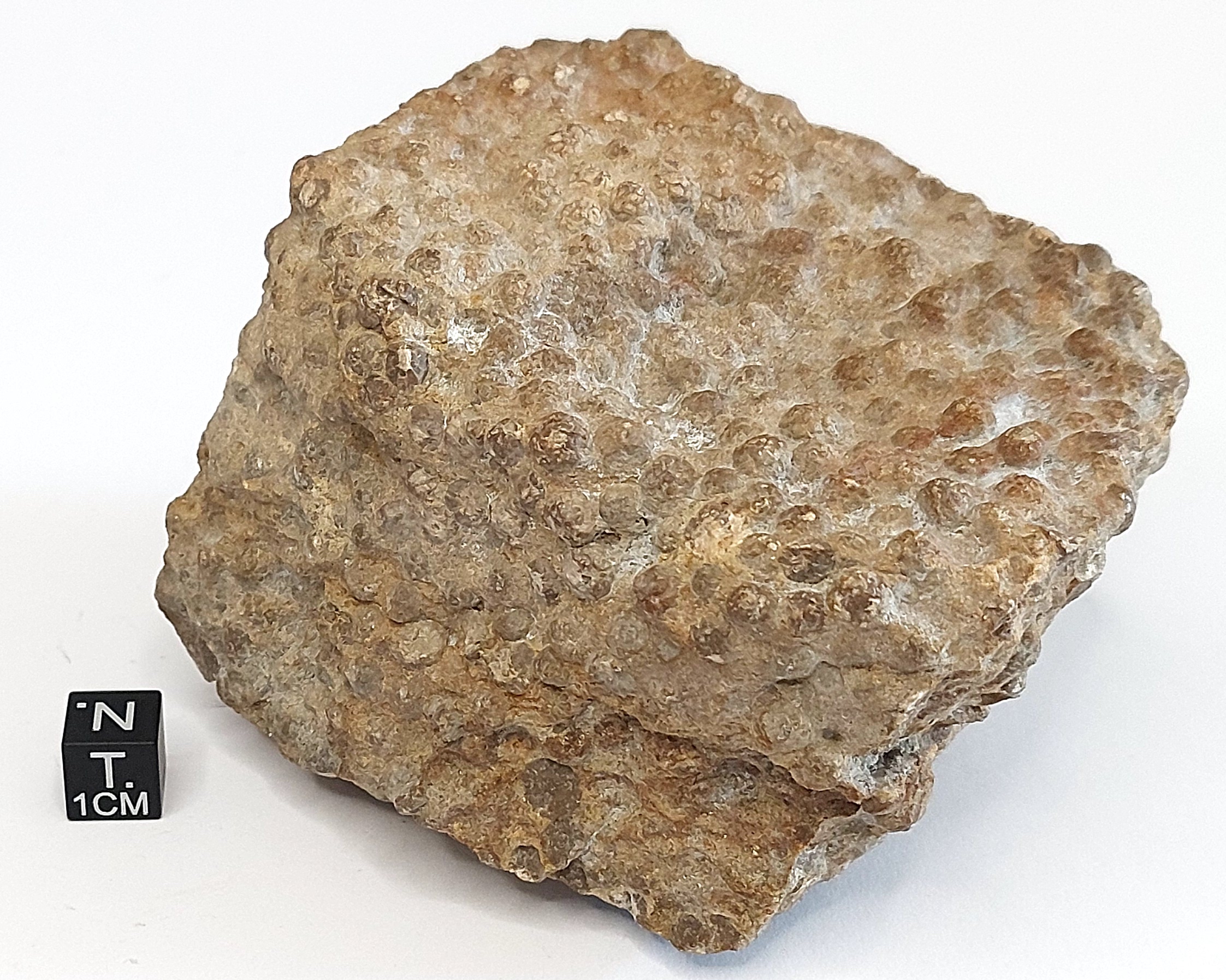 Calcite (volitica) pisolitica (esemplare)