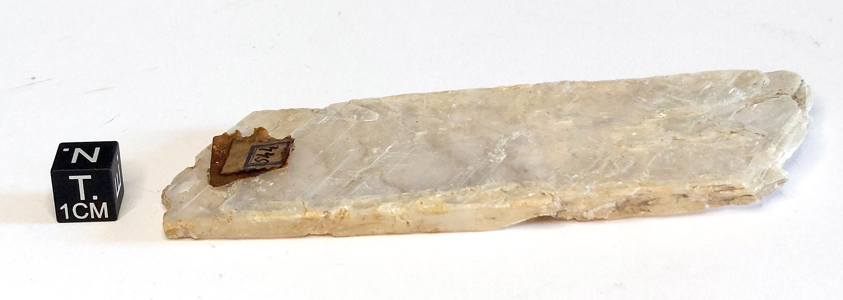 Gesso specchio d'asino (esemplare)