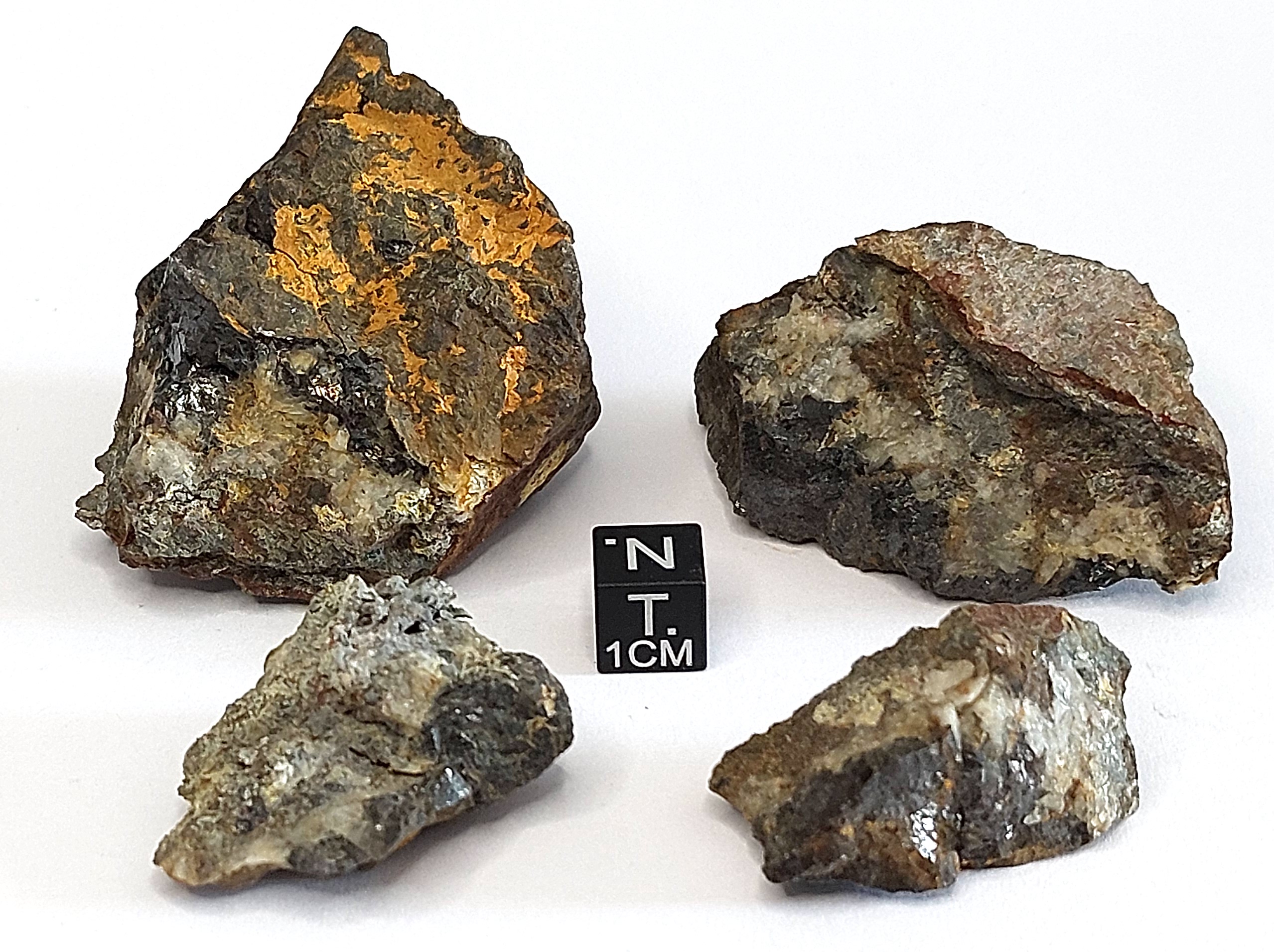 Oligisto iridescente (esemplare)