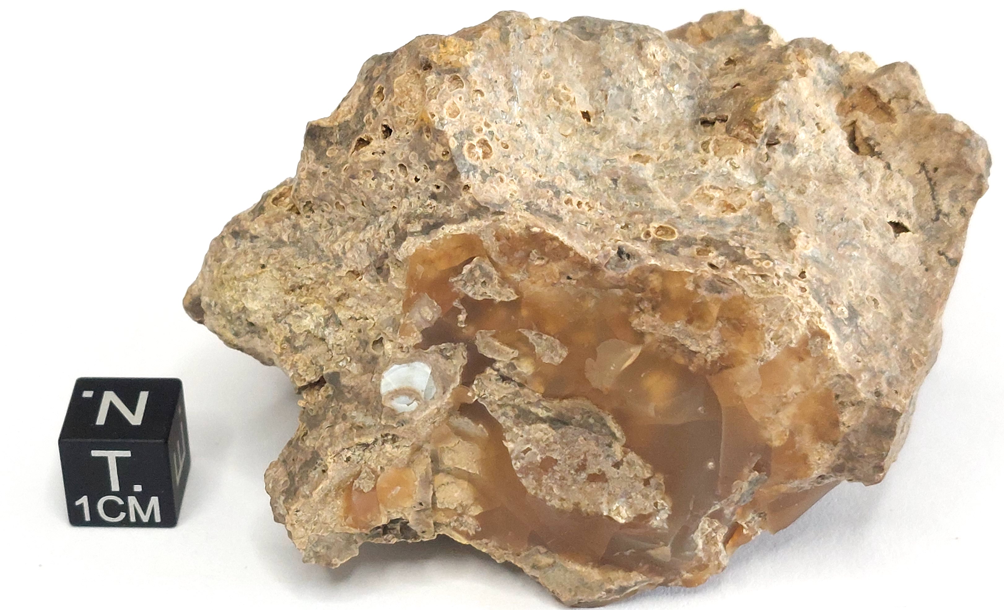 Calcedonio sardonica (esemplare)