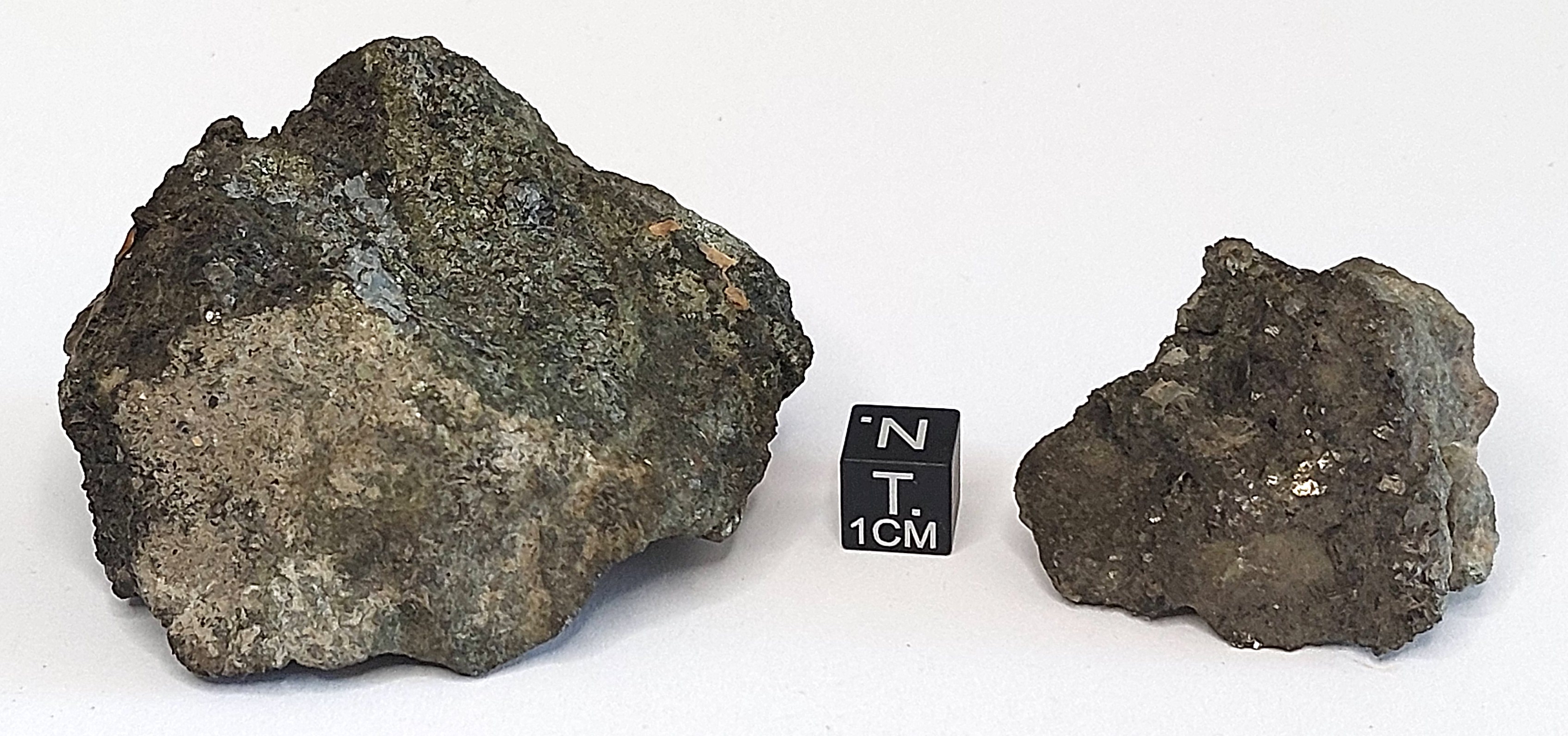 Gismondina turchina (esemplare)