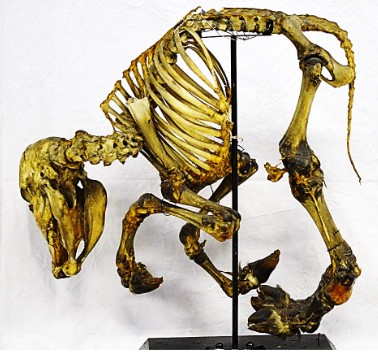 VERTEBRATI/ MAMMIFERI/ Bovino domestico (esemplare)