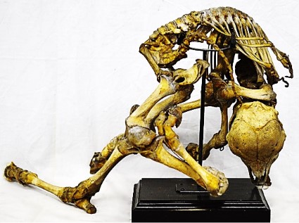 VERTEBRATI/ MAMMIFERI/ Bovino domestico (esemplare)