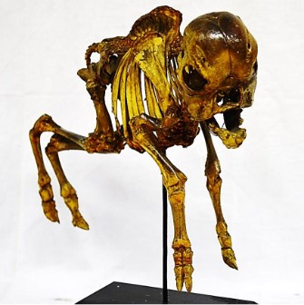 VERTEBRATI/ MAMMIFERI/ Bovino domestico (esemplare)