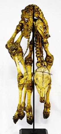 VERTEBRATI/ MAMMIFERI/ Bovino domestico (esemplare)