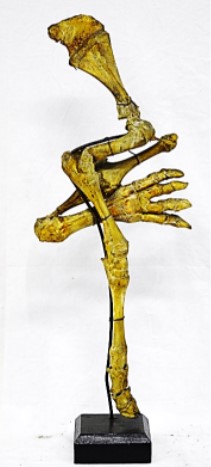 VERTEBRATI/ MAMMIFERI/ Bovino domestico (esemplare)