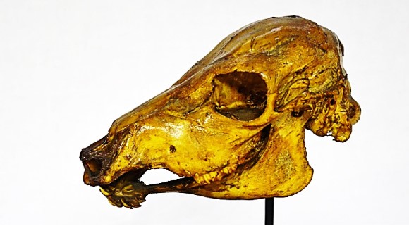 VERTEBRATI/ MAMMIFERI/ Bovino domestico (esemplare)