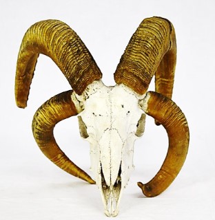 VERTEBRATI/ MAMMIFERI/ Stambecco (esemplare)