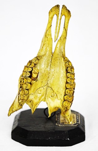 VERTEBRATI/ MAMMIFERI/ Stambecco (esemplare)